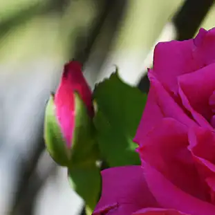 Rosa Zéphirine Drouhin - roz - trandafiri târâtori și cățărători, Climber